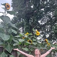 Multiple sunflowers being shown in a garden over 10 feet high